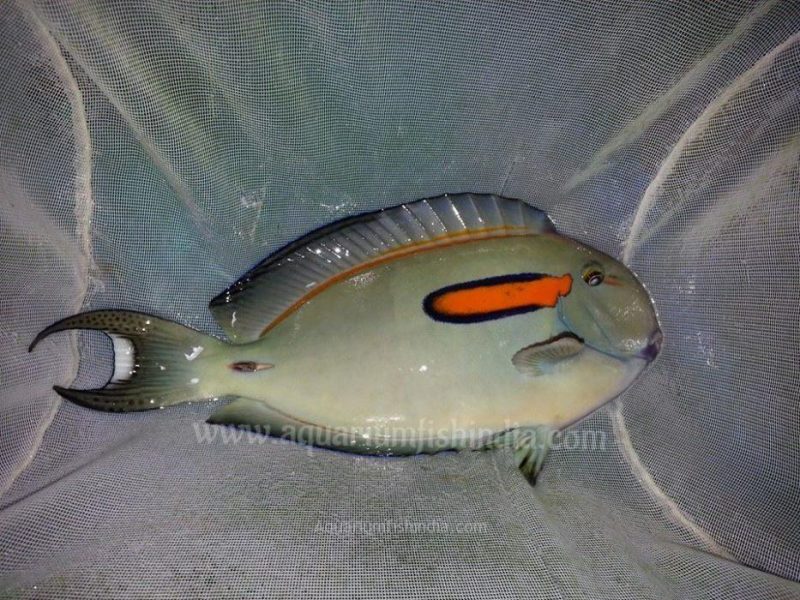 Orange Shoulder Surgeonfish