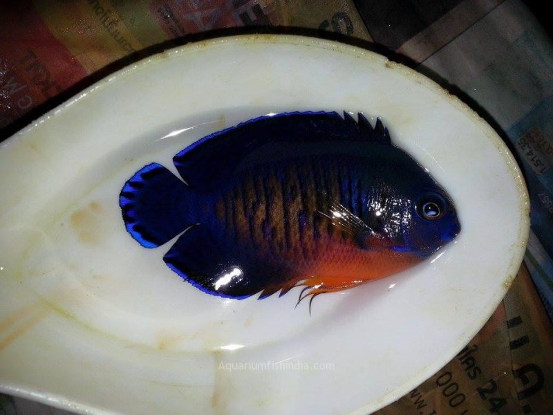 Bluefin Angelfish
