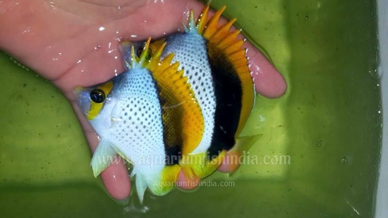 Declivis Butterflyfish
