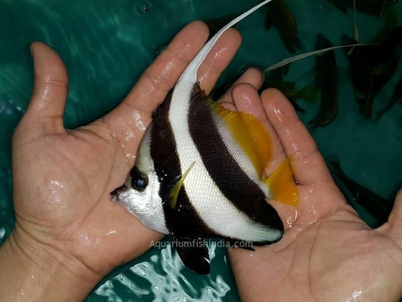Wimple Butterfly fish