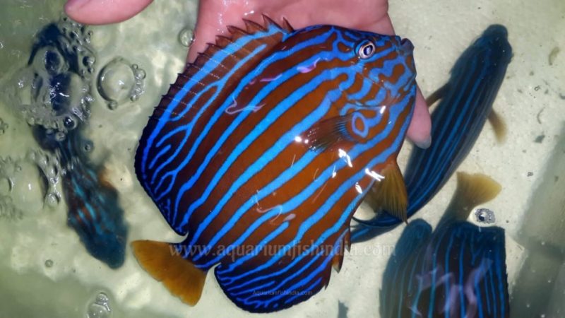 Blue-striped Angelfish