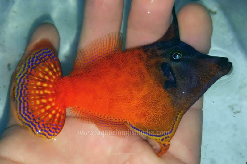 Redtail Filefish