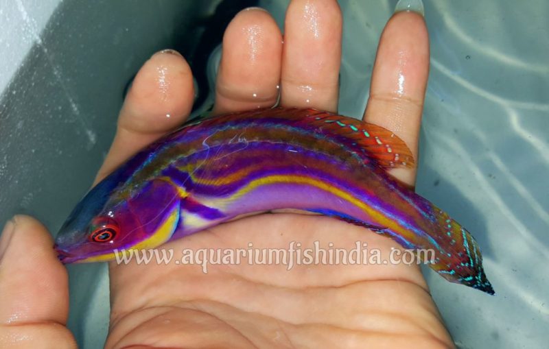 Labout's Fairy Wrasse
