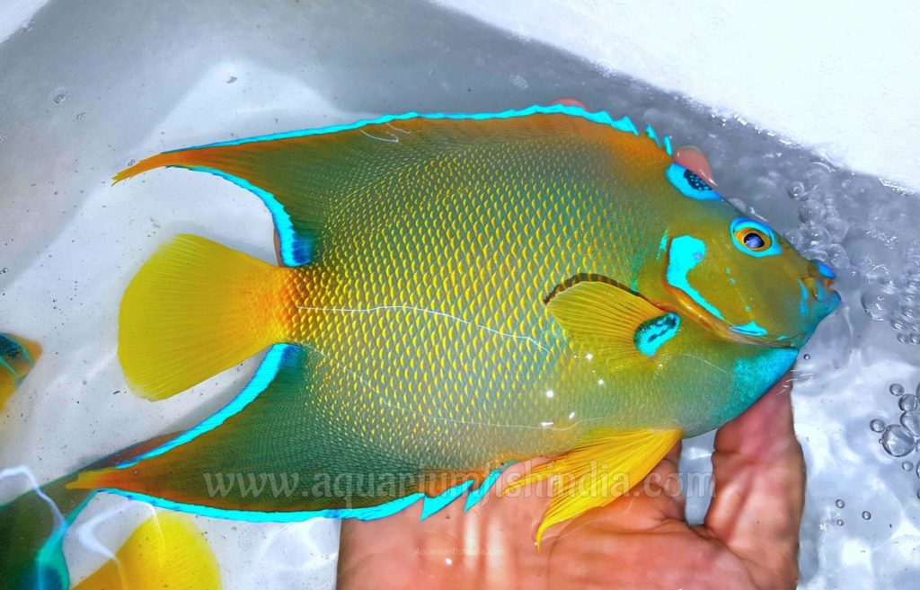 Queen Angelfish Imported aquarium fish online delivery india