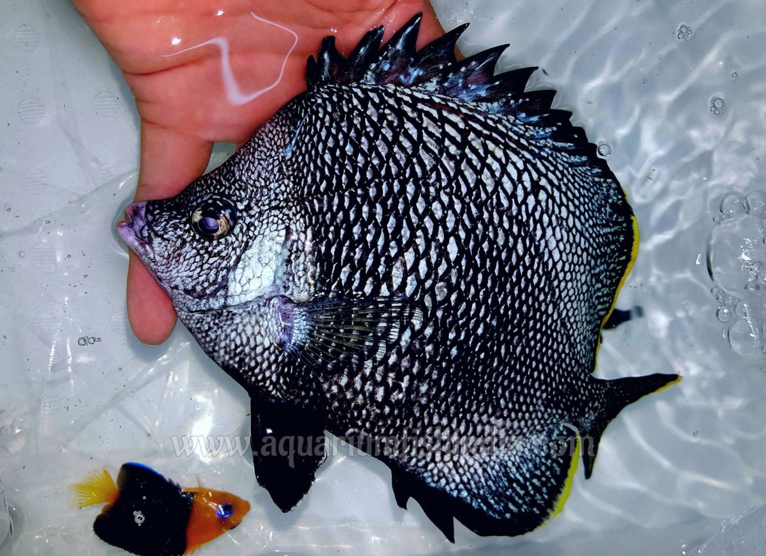 Wrought Iron Butterflyfish Aquarium Fish India