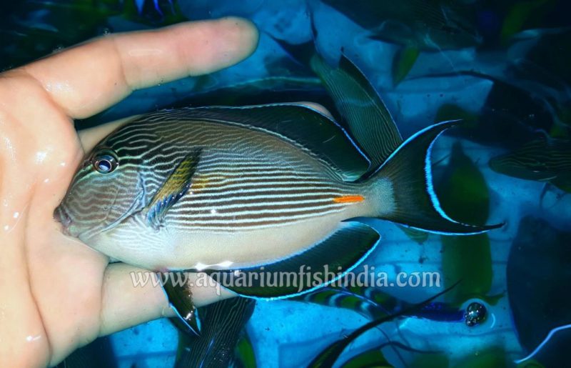Sohal Tangfish