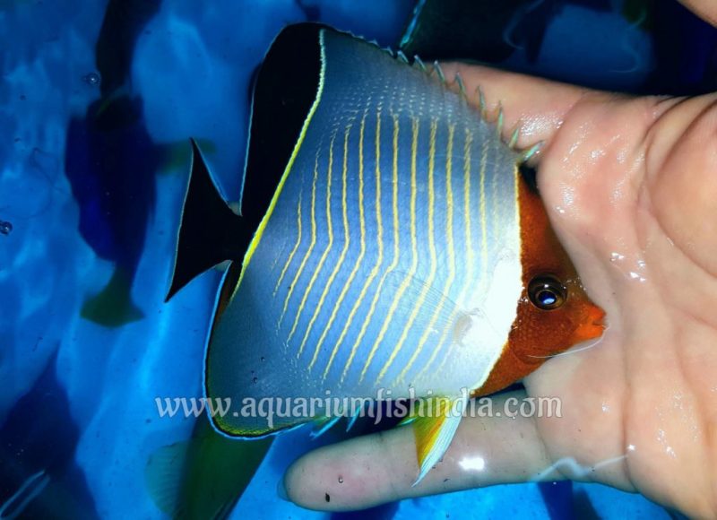 Triangular Butterflyfish