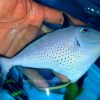 Red Tail Triggerfish