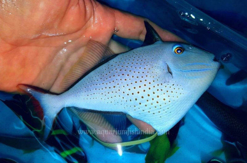 Red Tail Triggerfish