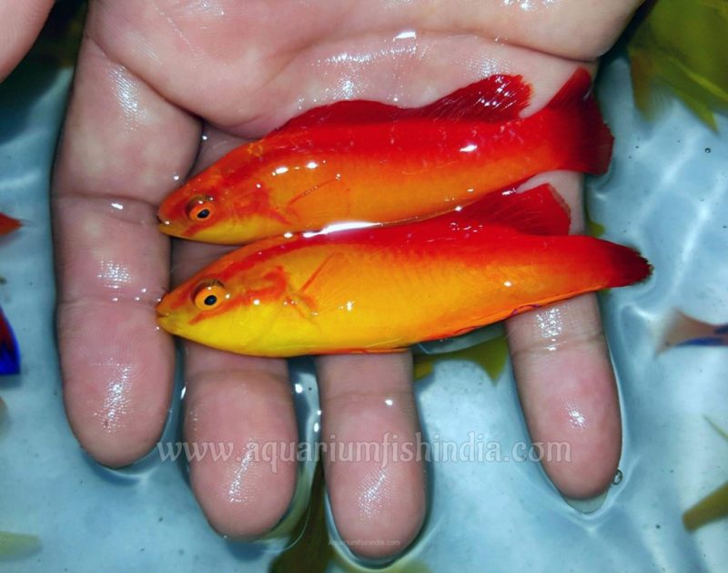 Flame Fairy Wrasse