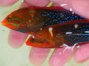 Queen Coris Wrasse - Most Popular Saltwater Aquarium Fish Buy Online