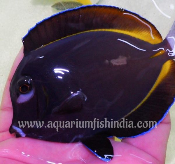 Powder Black Tangfish