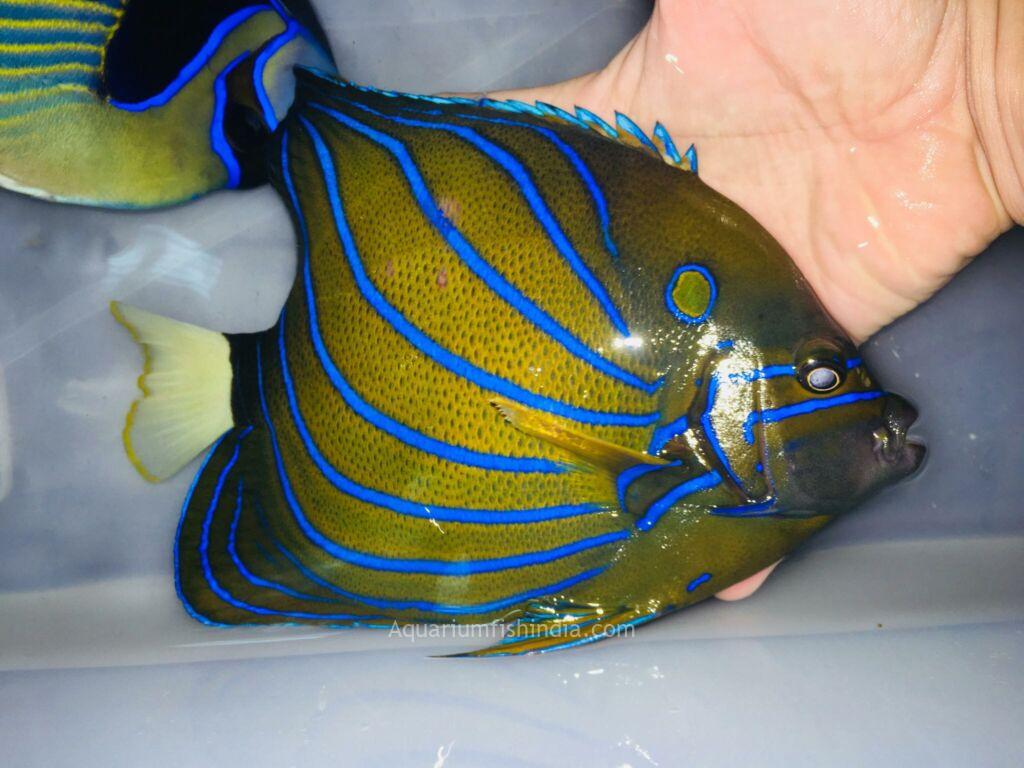 Beautiful fish Bluering angelfish, Pomacanthus Annularis in blue aquarium  water. Tropical fish on the background of aquatic coral reef in oceanarium  p Stock Photo - Alamy
