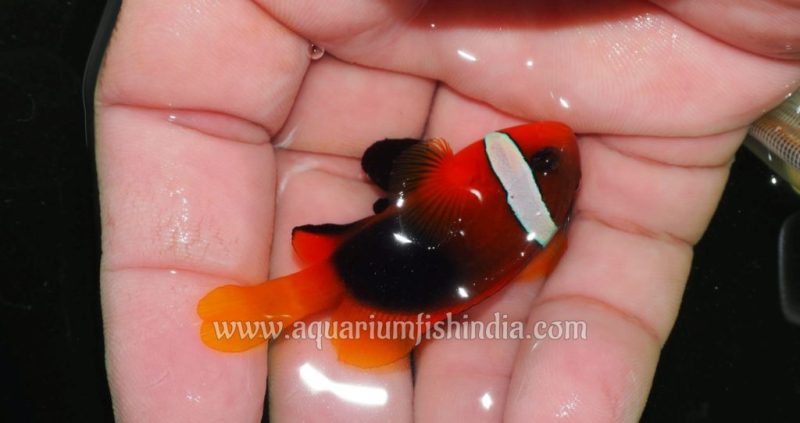 Black Tomato Clownfish