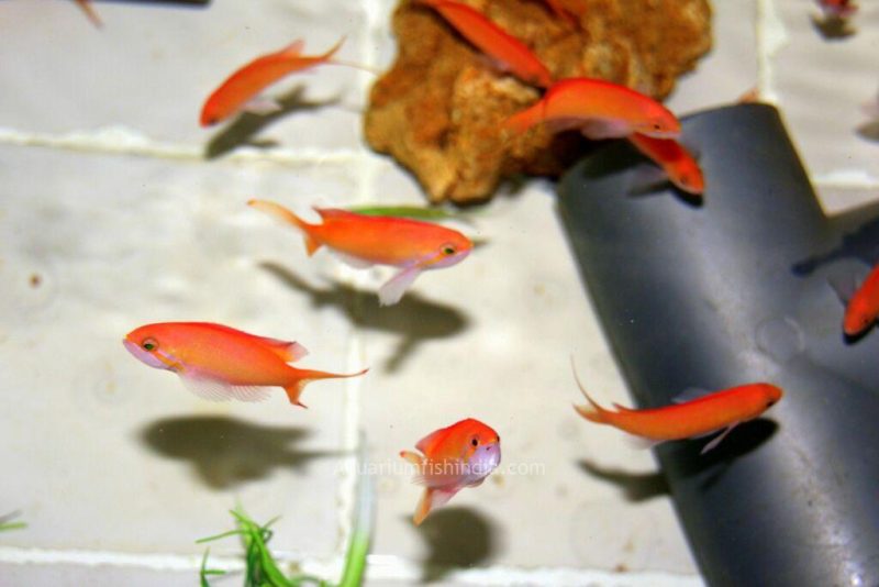 Red Anthias fish