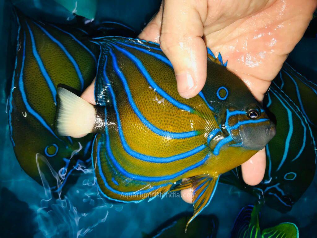 Blue ring angelfish of the family Pomaca... | Stock Video | Pond5