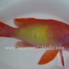 Scalefin Anthias (Male)