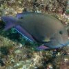Purple Surgeon Fish