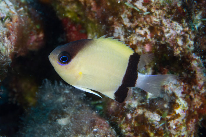 Black Bar Chromis in Tank Protein Skimmer