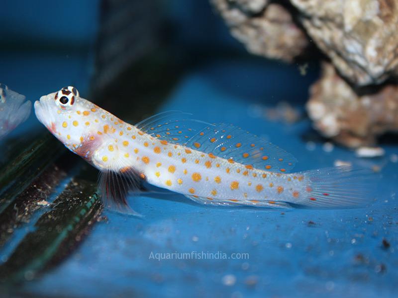 Orange Spotted Goby