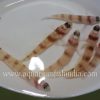 Steinitz shrimp goby