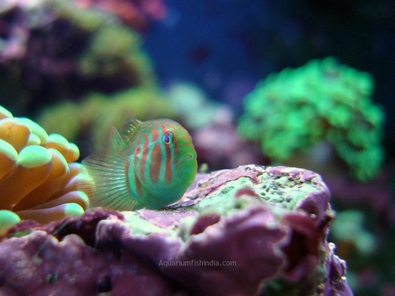 Green clown goby