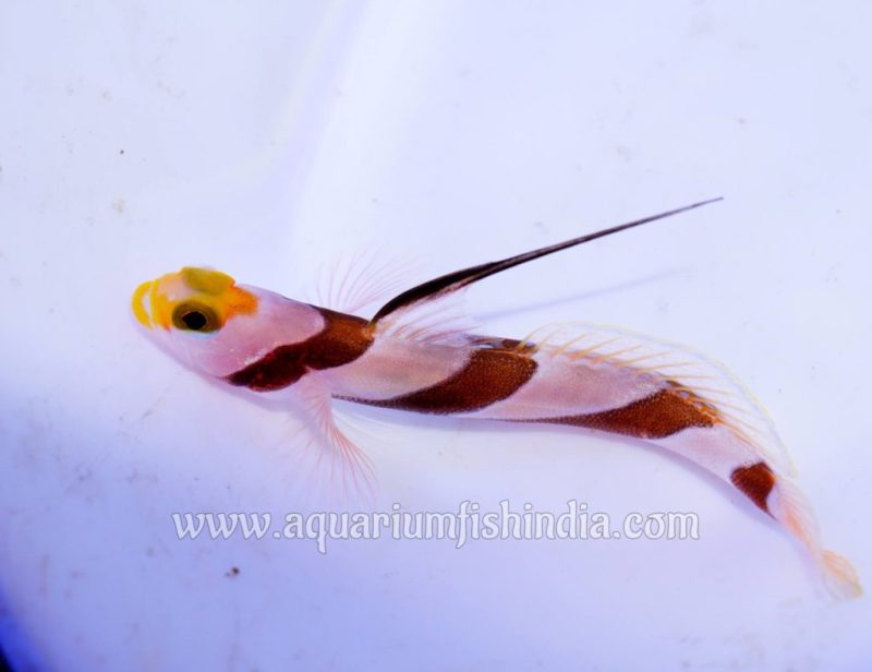 Filament-finned prawn goby