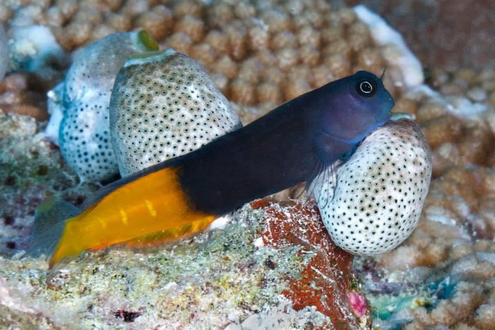 Bicolor Blenny fish