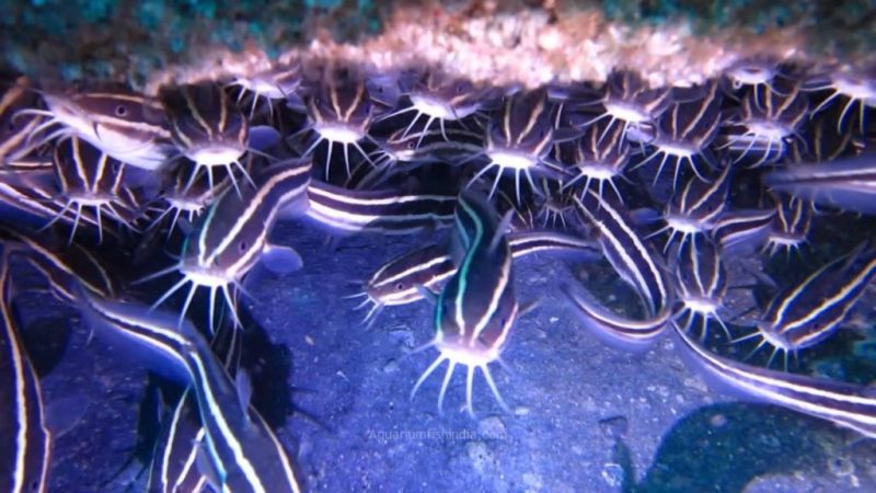 Coral Catfish