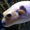 Dog Face Puffer