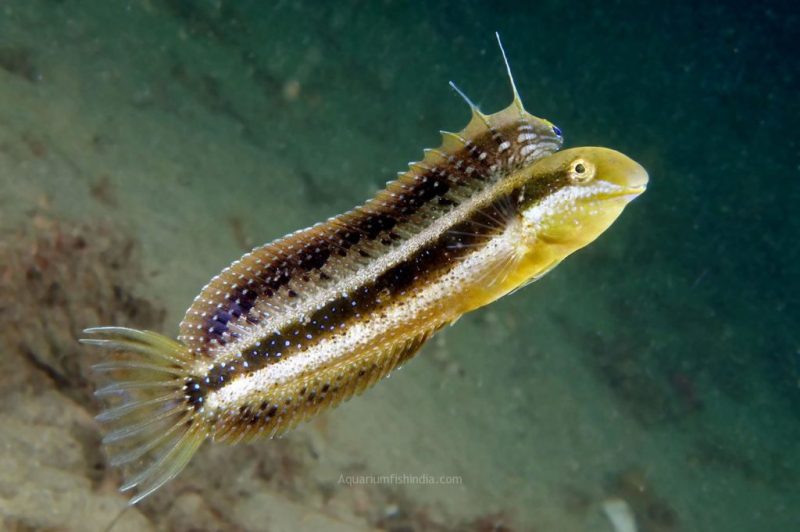 Sabre-toothed blenny Fish