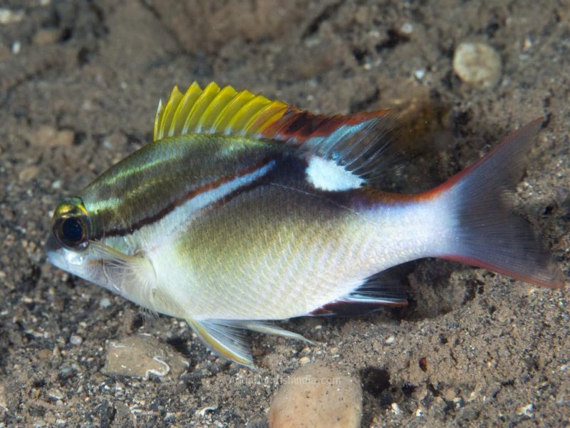 Two-line Monocle Bream