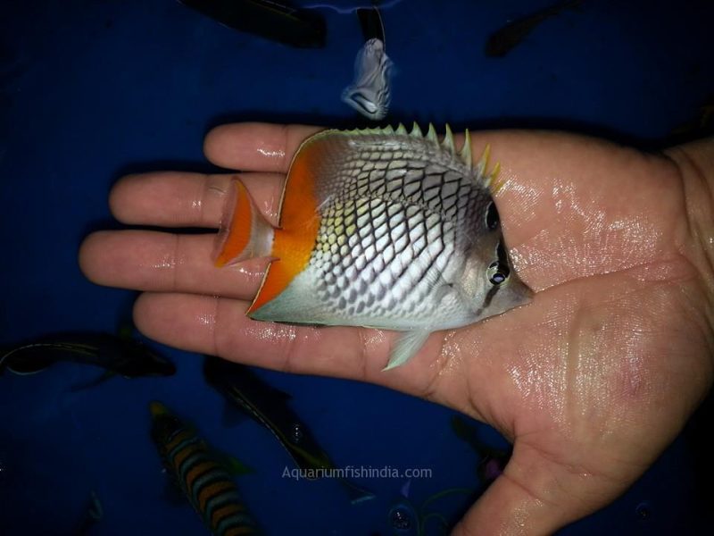 Pearlscale Butterflyfish