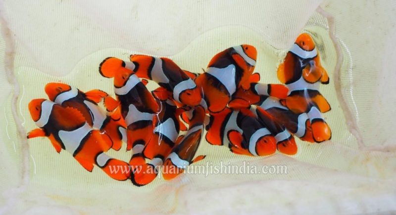 Black Onyx True Percula Clownfish