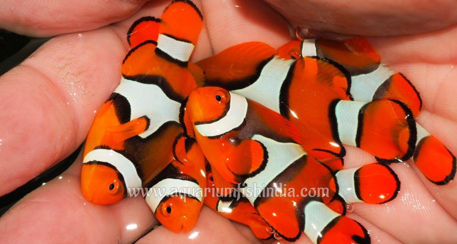 Black Onyx True Percula Clownfish - True Percula Clownfish For Sale