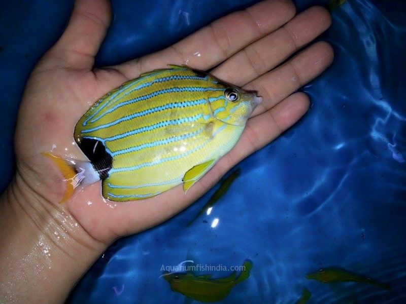 Bluestripe butterflyfish