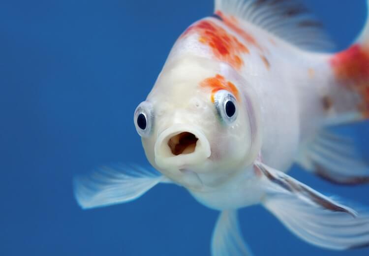 Funny-Fish-Face