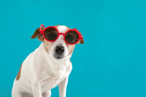 depositphotos_290847448-stock-photo-dog-in-red-sunglasses