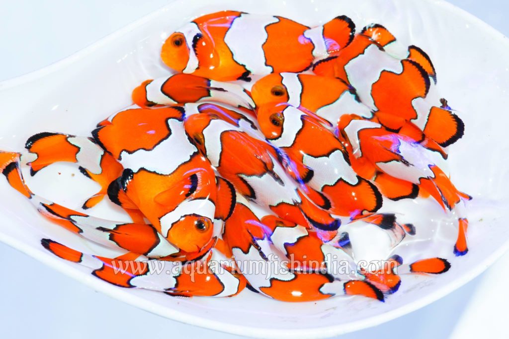 Snowflake Clownfish