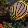 Scrawled butterflyfish