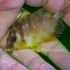 Golden Rabbit Fish