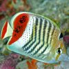 Red Sea Eritrean Butterflyfish