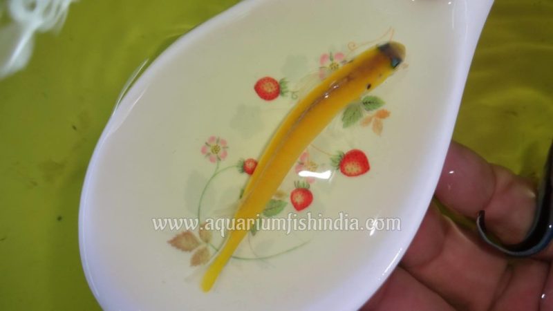 Yellow Tilefish (Colour Changing Fish)