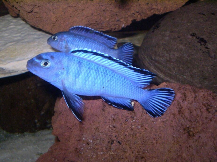 cichlid fish for sale online india - Powder Blue Cichlid - Cichlid