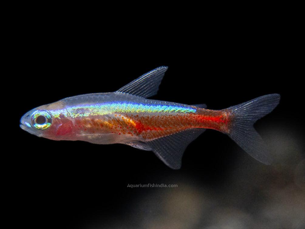 Cardinal Tetra: Fish Species Profile