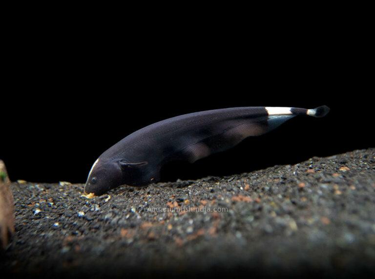 Black Ghost Knifefish Aquarium Fish India