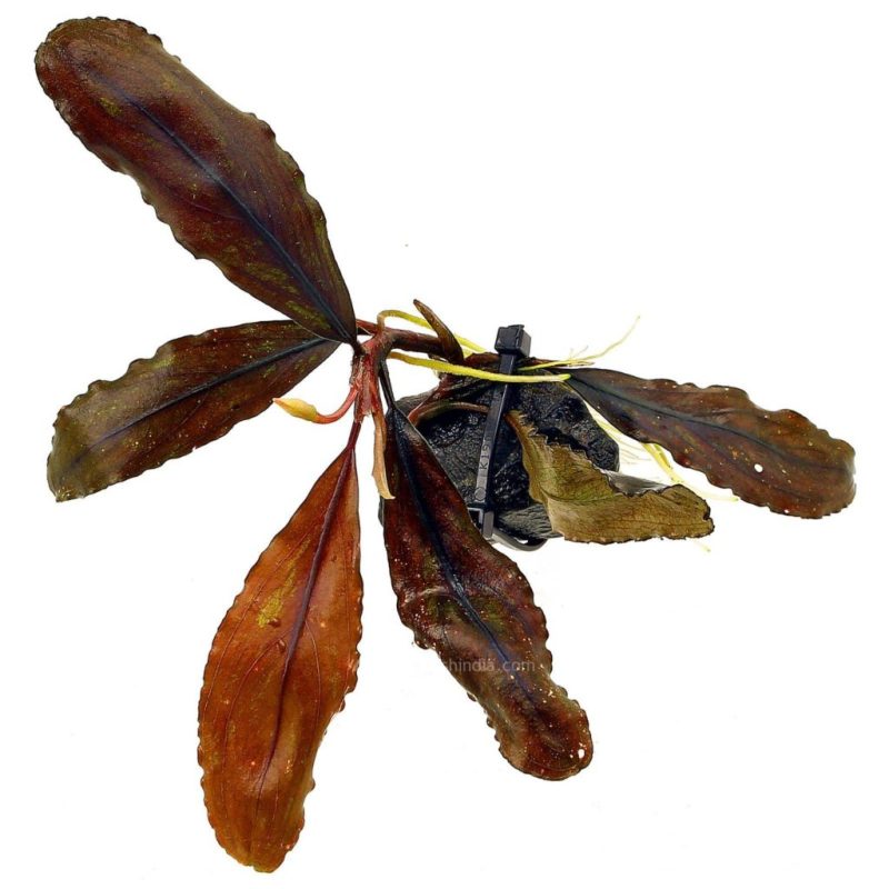 Bucephalandra sp. quot Black Leafquot 1