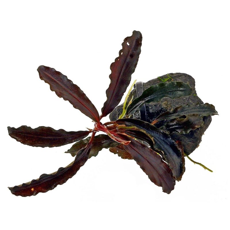 Bucephalandra sp. quot Kedagangquot 2