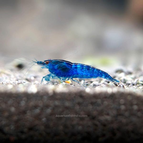 Dream Blue Velvet Shrimp
