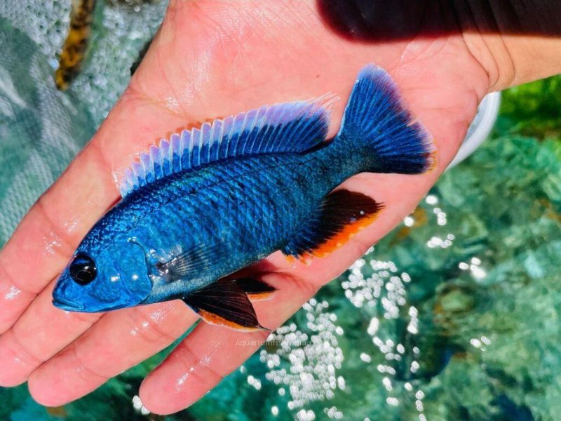 Electric Blue Peacock Cichlid